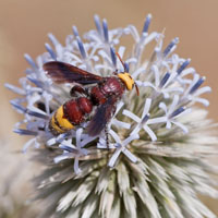 Scolia cf flaviceps